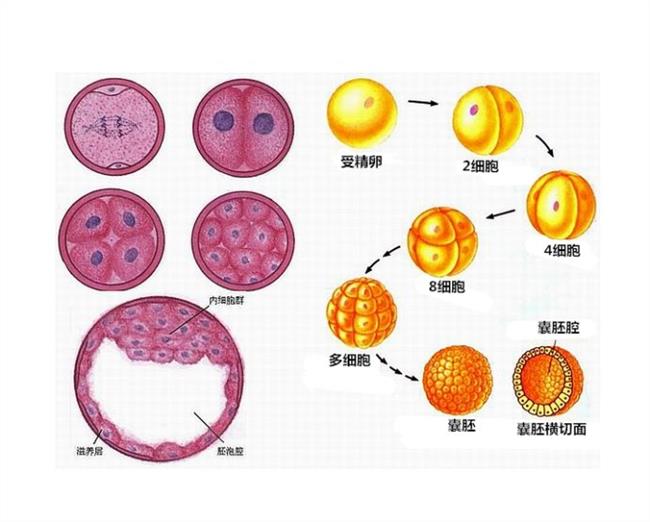 广州省妇保院供卵试管婴儿一次成功经验分享