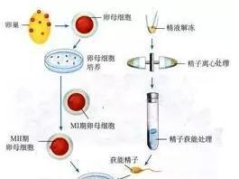 试管全部流程与费用