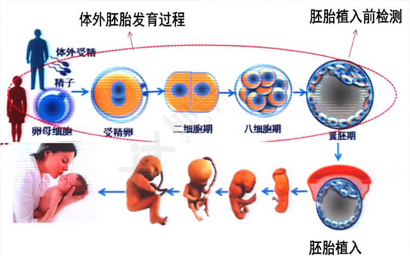 试管移植囊胚会不会宫外孕