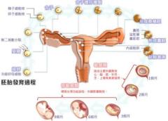 排卵日生男孩的成功经验参照黄金法则一次就能中