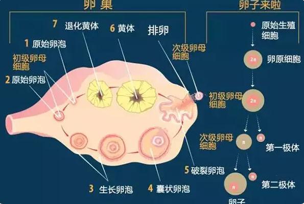 供卵也没有好下场