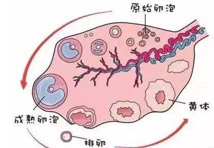 供卵也没有好下场