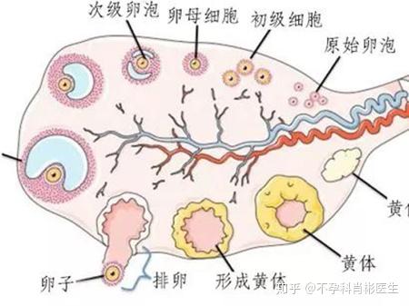 广州三甲试管医院排名公布