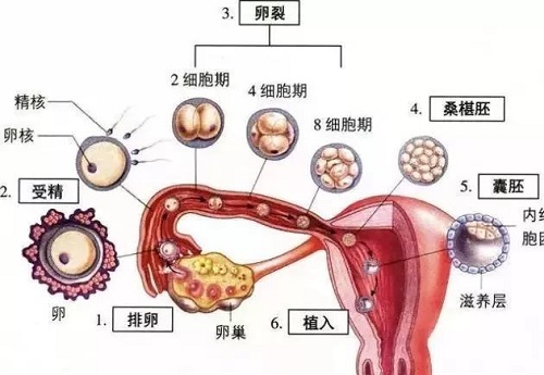 广州三甲试管医院排名公布