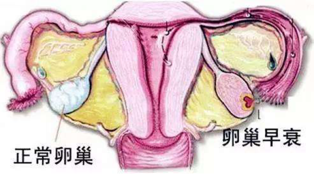 28岁供卵试管代怀正规机构婴儿成功率高吗（28岁AMh值多少正常）