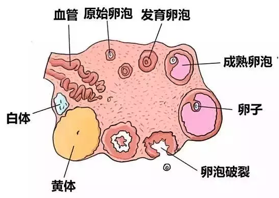 28岁供卵试管代怀正规机构婴儿成功率高吗（28岁AMh值多少正常）