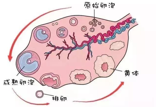 试管代怀生儿子费用是男的有问题还是女的