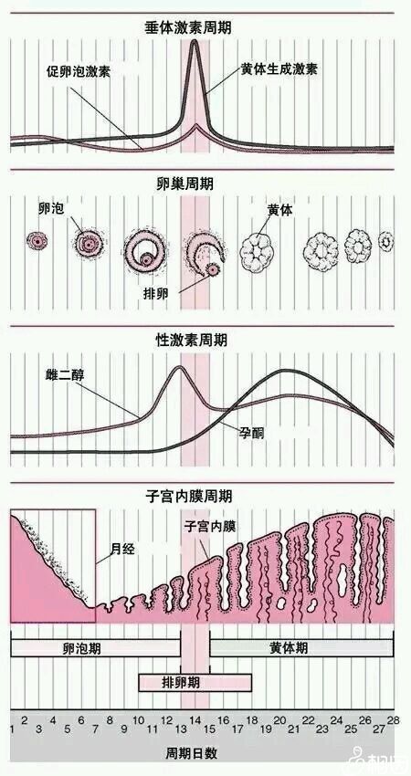 试管代怀生儿子费用是男的有问题还是女的