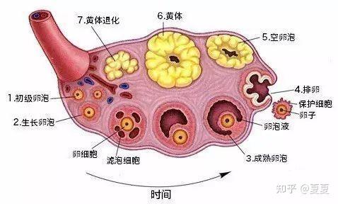 广州做供(借)卵试管代怀宝宝的血型私立医院排名更新,附2024国内借卵代生子费用明细参考