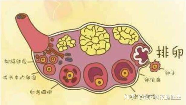 2024全国试管代怀手续婴儿又快又好的医院是哪家