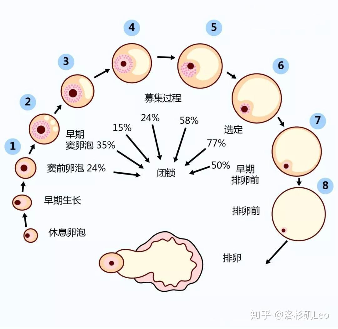 精子质量睾丸素有提高男性生育能力的作用吗