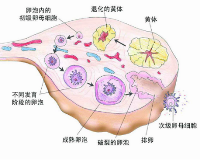 想先了解下我做了节育手术可以代怀包男孩婴儿吗