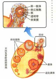 畸形精子不育男的难言之隐